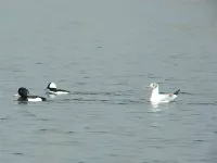 Brilduikers [Bucephala]